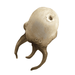 Tasoma Extract