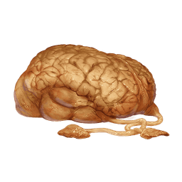 Norg Brain